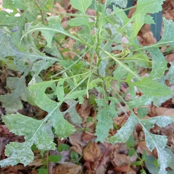 Sisymbrium loeselii Blad