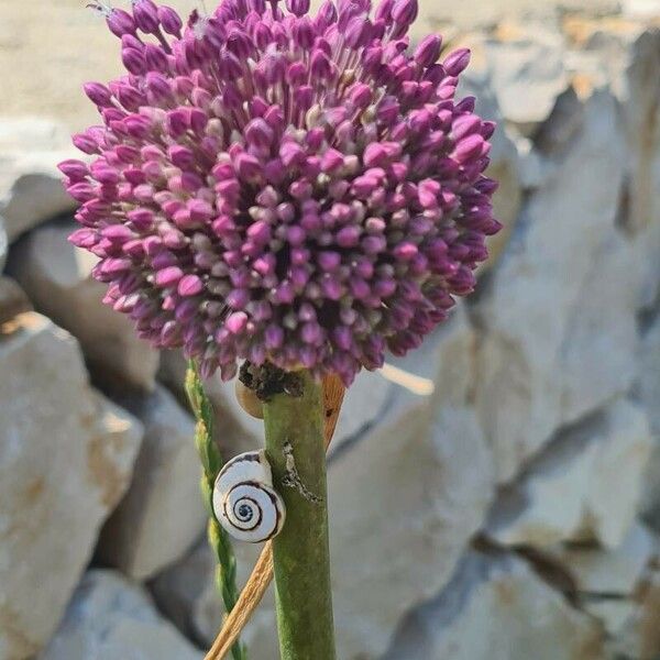 Allium commutatum Flower