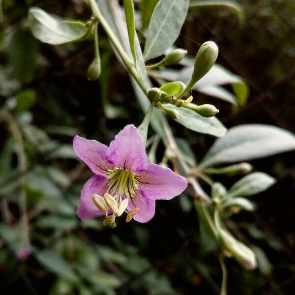 Lycium barbarum Fiore