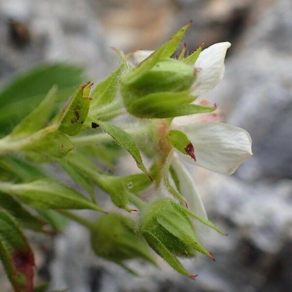 Potentilla caulescens ফল