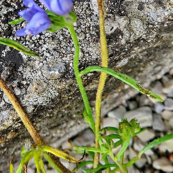 Gilia capitata Folha