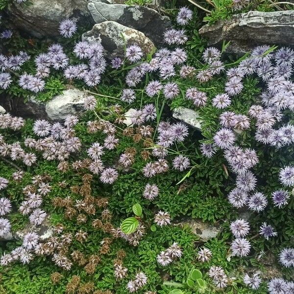 Globularia repens অভ্যাস