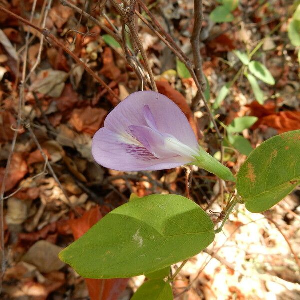 Clitoria mariana Flower