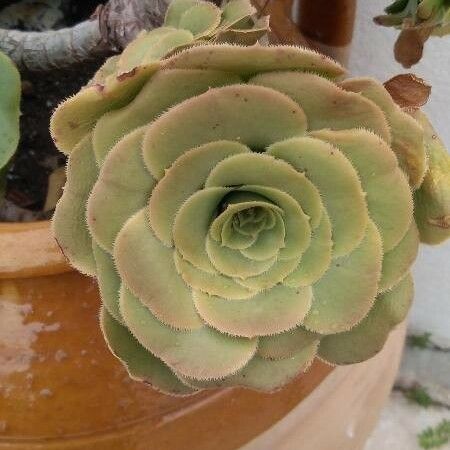 Aeonium aureum Yaprak