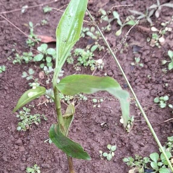 Gibasis geniculata Habit