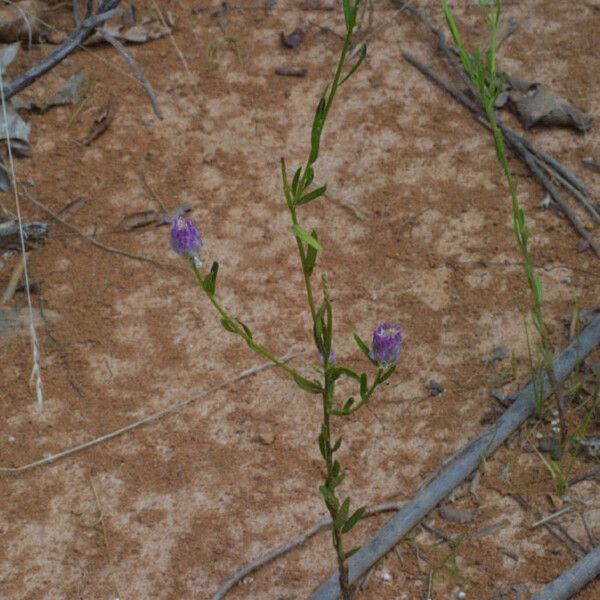 Polygala sanguinea (Common polygala)