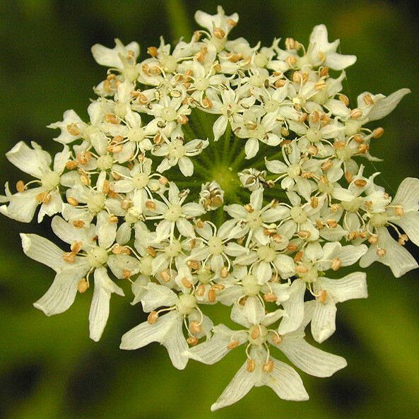 Heracleum mantegazzianum Λουλούδι