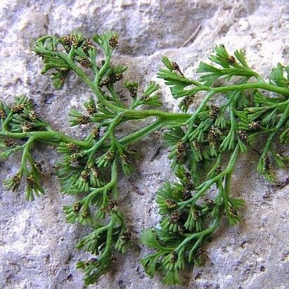 Asplenium fissum पत्ता