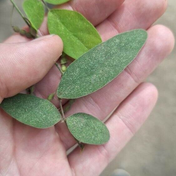 Desmodium tortuosum Foglia