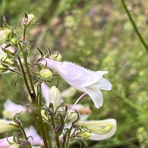 Penstemon digitalis 花