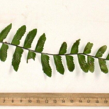 Asplenium cirrhatum Other