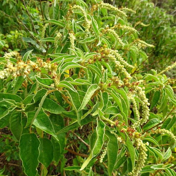 Croton flavens (Balsam)