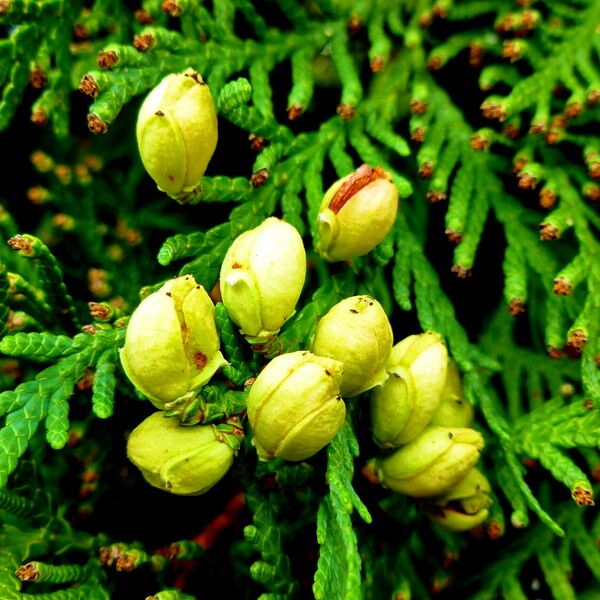 Platycladus orientalis Fruit