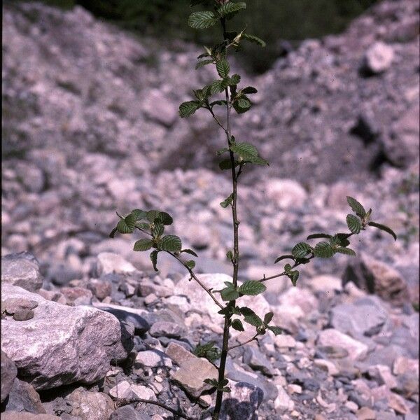 Alnus incana Агульны выгляд