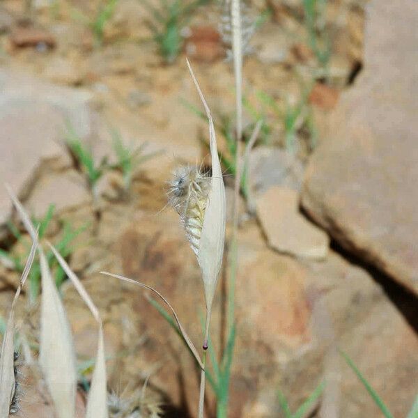 Tetrapogon cenchriformis Fruto