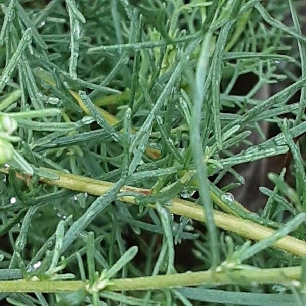 Artemisia abrotanum Листок