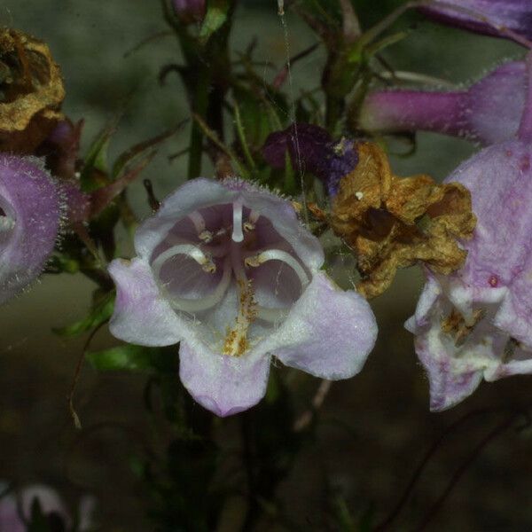 Penstemon calycosus Flower