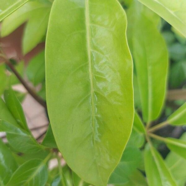 Cestrum nocturnum Leaf