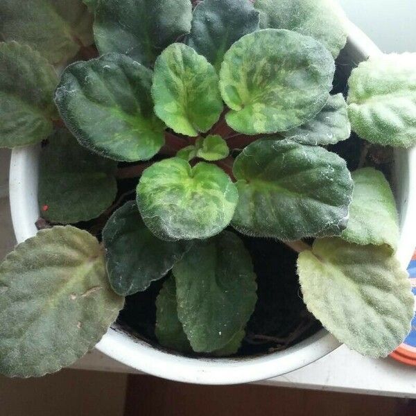 Streptocarpus ionanthus Blad