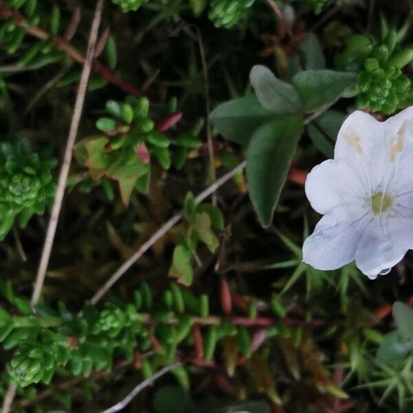 Lysimachia europaea Blomst