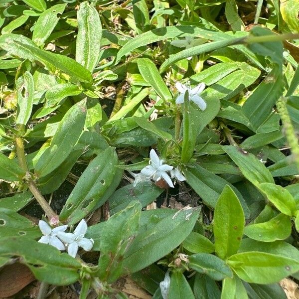 Diodia virginiana Blüte