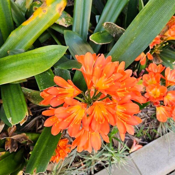 Clivia miniata Цветок