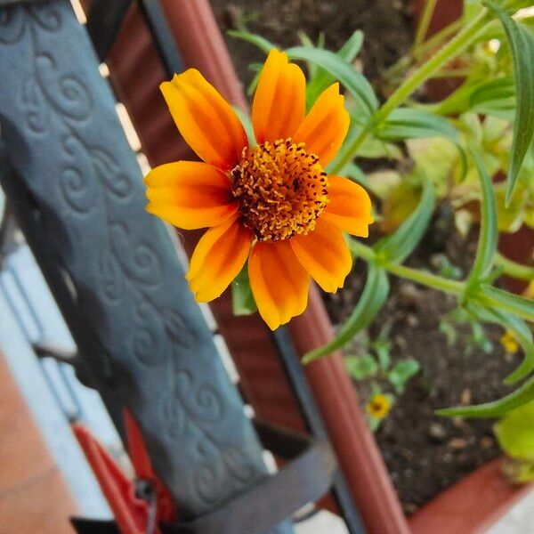 Zinnia angustifolia Žiedas