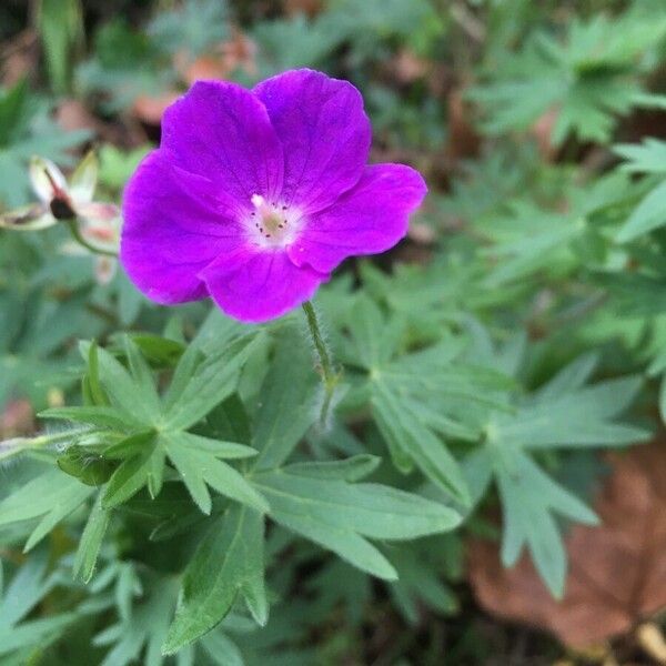 Geranium sanguineum Flower