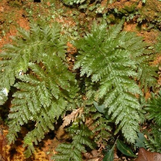 Trichomanes dentatum Habitus