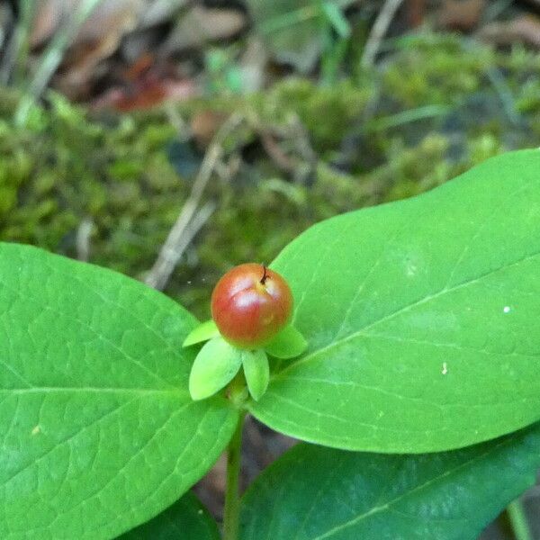 Hypericum androsaemum Frucht