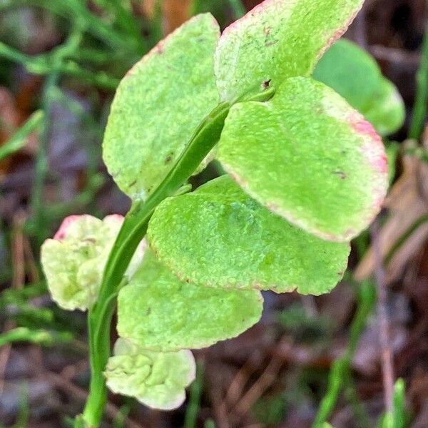 Vaccinium myrtillus Folio