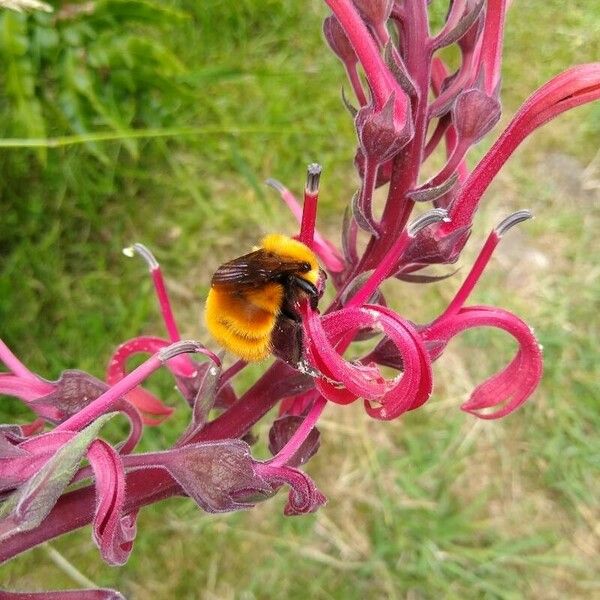 Lobelia tupa Flower