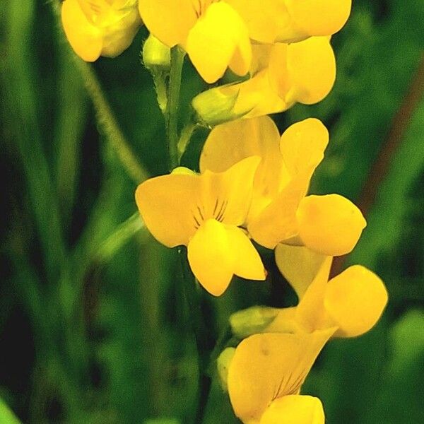 Lathyrus pratensis Lorea