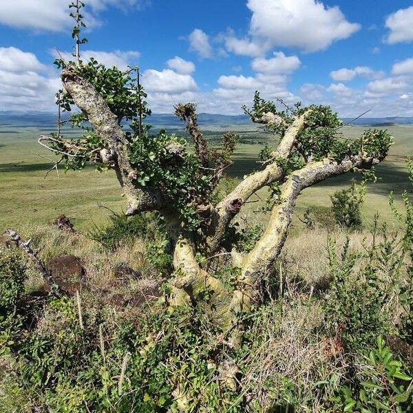 Commiphora schimperi Kora