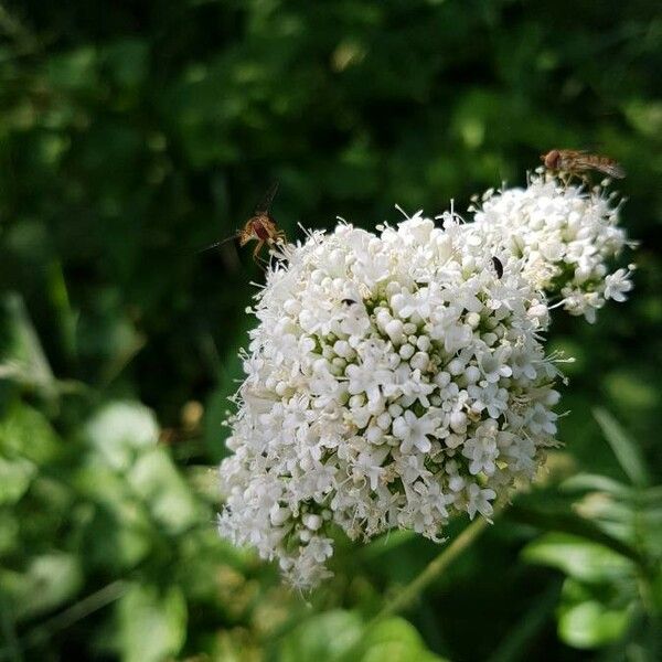 Valeriana sitchensis Kwiat