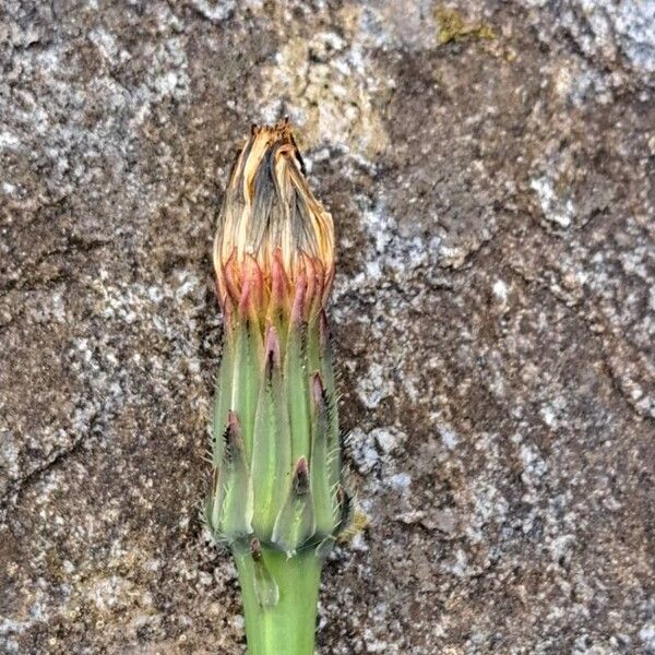 Hypochaeris glabra Fruit