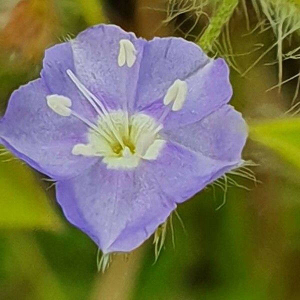 Evolvulus alsinoides Flower