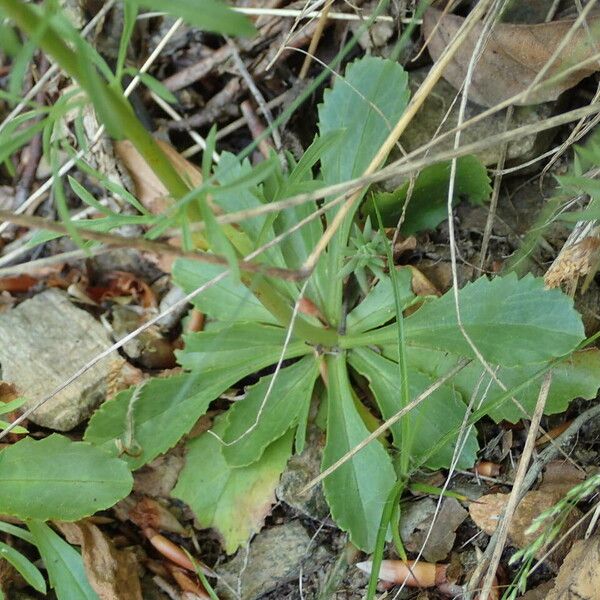 Anarrhinum bellidifolium Fuelha