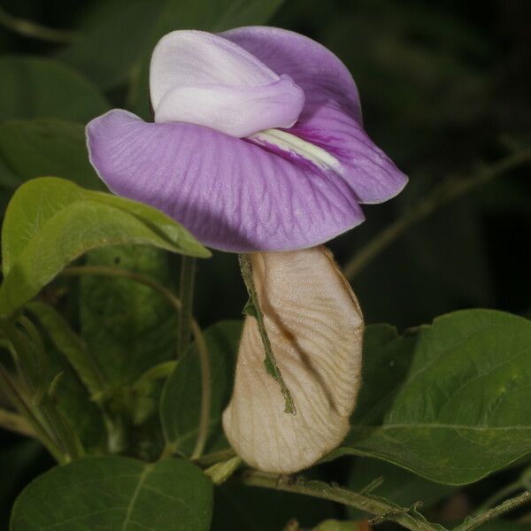 Centrosema pubescens Blomst