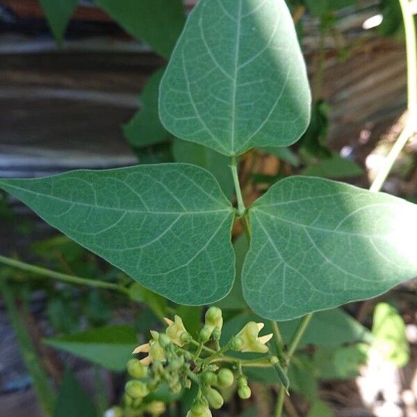 Phaseolus lunatus Leaf