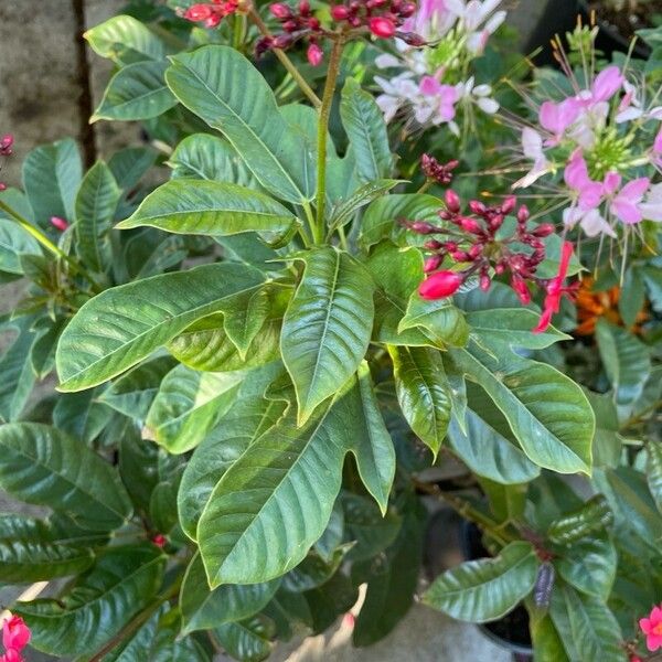 Jatropha integerrima Other