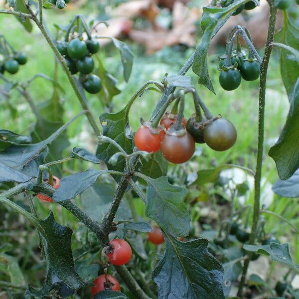 Solanum villosum ᱡᱚ