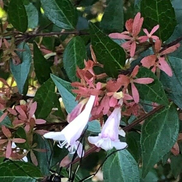 Abelia chinensis Blomst