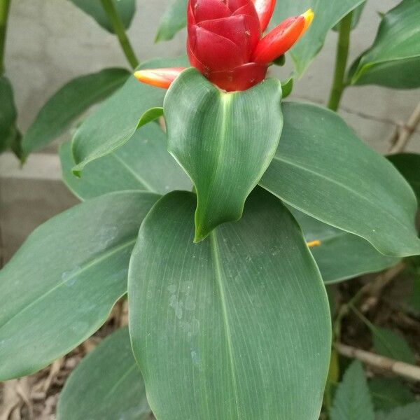 Costus woodsonii फूल