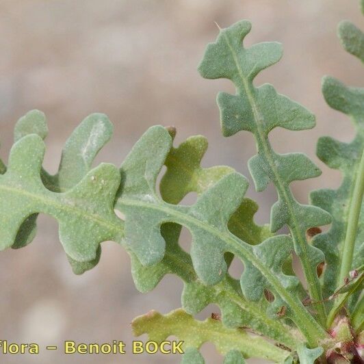 Limonium lobatum Leaf