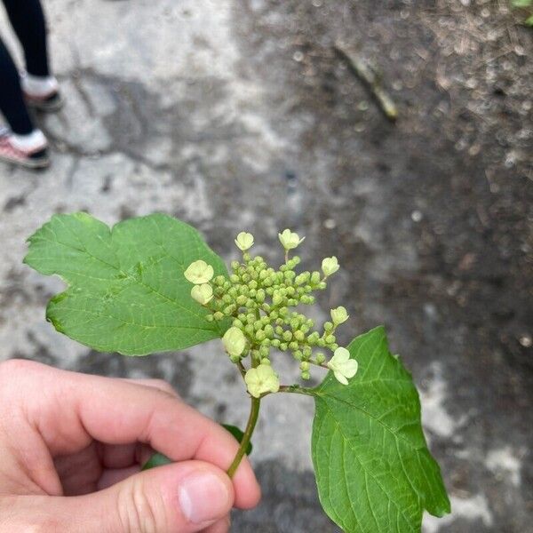 Viburnum opulus Flower