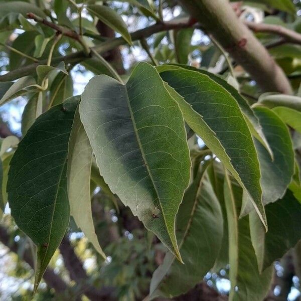 Ceiba chodatii Листок