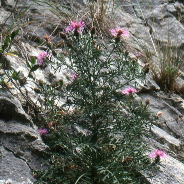 Centaurea corymbosa Hábito