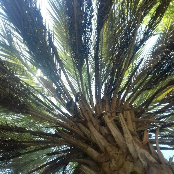 Butia yatay Leaf