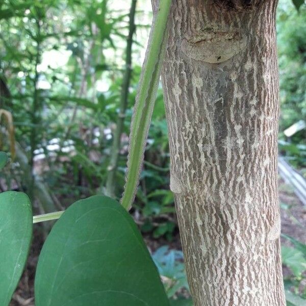 Dioscorea alata Bark